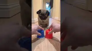 Smart Dog! 😮 #pugdog #pugs #dogshorts
