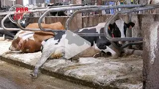 Des matelas à eau climatisés pour ses vaches