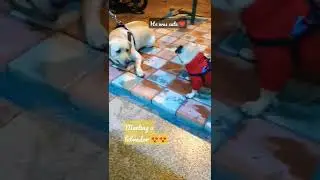 pug meeting a labrador &hearts;️🐕😱😱 | cute reaction #pug #pugdog