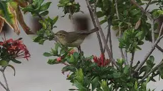 common chiffchaff, Phylloscopus collybita