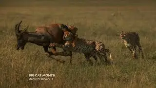 Big Cat Month | Starts