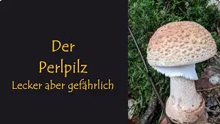 Der Perlpilz - Kulinarisch wertvoll aber leicht zu verwechseln | mit Martin Maschka