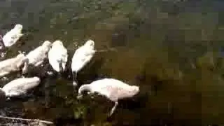 Swan Feeding. Mom and 7 cygnets