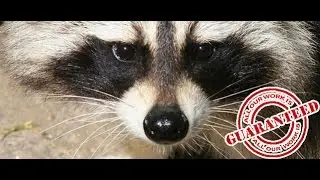 Raccoon Removal NJ - NJPest.org - Pest Control New Jersey - Call (862) 658-2086