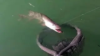 Pesca de lucio con Salmo Rattlin Sting Alburno Espa&ntilde;ol