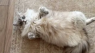 The Floof asks Hooman for more Pets
