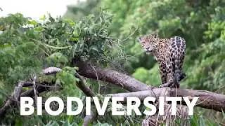 Because of YOU... Amazon Conservation Team.