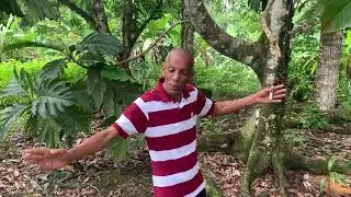 African Snails  at Peseverance Village, Trinidad