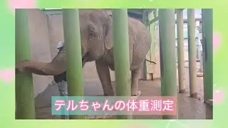 テルちゃんの体重測定