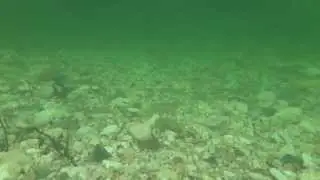 愛知県　清流　宇連川　魚いっぱいの水中動画３