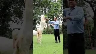Hyderabadi Patira Goat #shorts #goatfarming #patiragoats