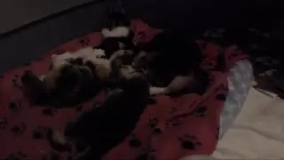Blueberry & Kittens - 24/7 KittenCam LA livestream #berrykittens