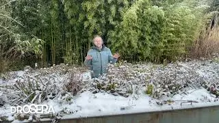 Vleesetende planten in de de sneeuw in de winter bij Kwekerij Bandus