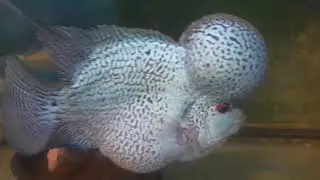 Chubbit my #KZZ  #Flowerhorn fish wanted to show his girl friend  a #White Convict Chichlid!
