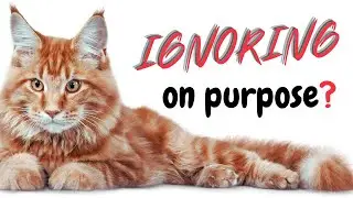 Your Cat Is Ignoring You On Purpose! Here is Why!
