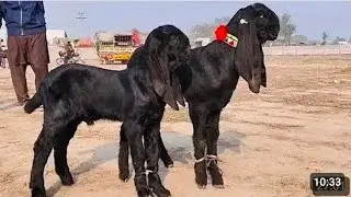 10 February 2026 Bakra Mandi Sahiwal update Mandi mein a plus quality wale bakre zafar Bakra TV 