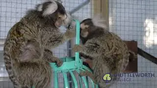 Common Marmoset (Callithrix jacchus) troop with young at Shuttleworth College