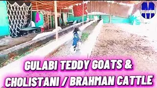 Gulabi Livestock & Cholistani / Brahman @MAKBA #teddygoats #cholistanicow #brahmanbull 
