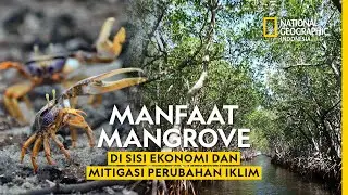 Measuring the Benefits of Mangroves for the Economy and Climate Change Mitigation - National Geog...