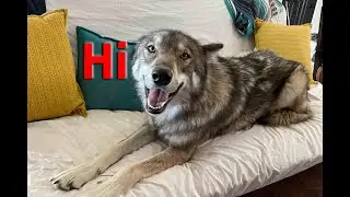 Silas The Wolfdog Goes Inside to Cool Off & Check Out The New Stuff #shorts