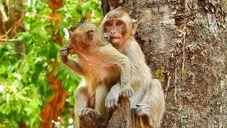 Poor orphaned Maci vs Jilla lovely gestures, appealing monkey Maci foages