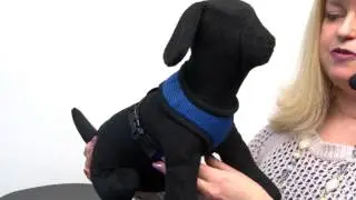 Casual Canine Mesh Dog Harness - Blue