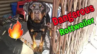 Roxy is Dangerous Now || Dog can talk part 14 || Rottweiler || Review reloaded || 😱😱😱😱