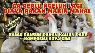 RANSUM PAKAN HARIAN GRATIS UNTUK PENUHI KEBUTUHAN NUTRISI ENTOK JUMBO !!