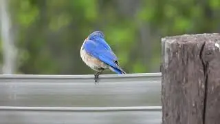 Merlebleu de l'Est - Eastern Bluebird - Sialia sialis