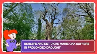 Berlin's Ancient Dicke Marie Oak Suffers in Prolonged Drought