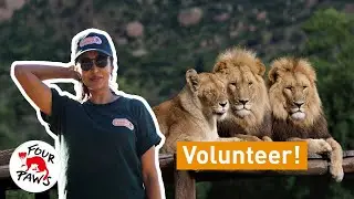 I was a volunteer for a day at LIONSROCK Big Cat Sanctuary!  | FOUR PAWS | [SUBS]