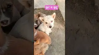 कूट म कुटु#trendingvedio #trendingshorts #cute puppy #puppylove #puppyvideos #shashi turkane