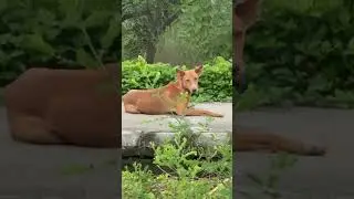 Litter in Biodiversity park Noida #noida #minivlog #biodiversitypark #dailyvlog