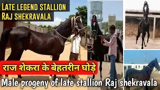 राज शेकरा  के बेहतरीन घोड़े || Male progeny of late stallion Raj Shekra|| Exploring Gujarat 94