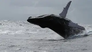 Les baleines &agrave; bosse de Samana - the humpback whales