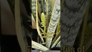 Snake Plant Best Air Purifier #garden #shortvideo #nature #music #gardening #music #shorts #caretips