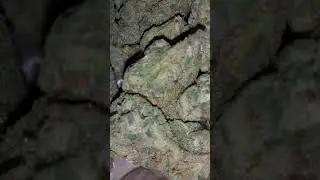 PRE 98 BUBBA KUSH STRAIN⛽🔥😤