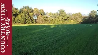 New Hay Field one month after planting.