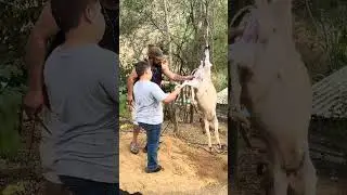 Venimos al Rancho a pelar un Chivito - Averse todav&iacute;a se acuerda el Viejon #michoacan #carnefresca 