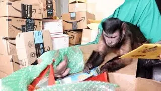 Monkey Sunday Funday Mail Time!