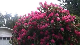 15 + Foot Rhododendron ! Victoria BC