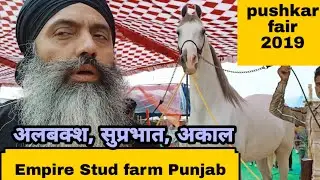 अंपायर स्टड फॉर्म पंजाब के फेमस घोड़े, अलबक्श, सुप्रभात, अकाल, तीनों आए एक साथ!! pushkar mela