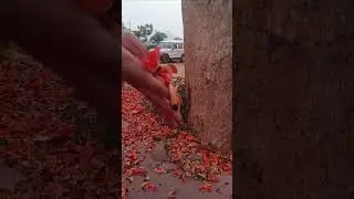 polash💐#purulia #polash #viral #youtubeshorts #trending #everyone #shorts #short