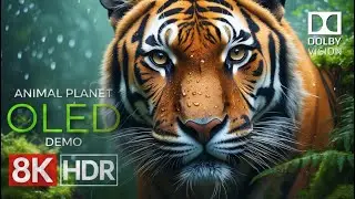 Animal Planet OLED Demo HDR 8K Ultra HD | Stunning Wildlife Footage Dolby Vision&trade; 60fps
