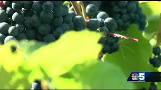 Vermont wine vineyards draw people and profit