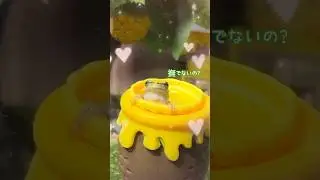 野生のアマガエルの可愛さがヤバすぎた&hellip;#カエル #ニホンアマガエル #アマガエル #イエアメガエル