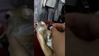 Bozo Bunny taking her medicine