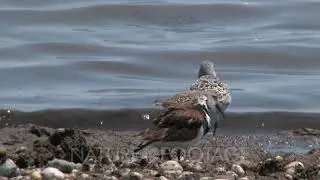 Red Knots (Calidris canutus) in breeding plumage and other shore birds forage among the pebbles a...