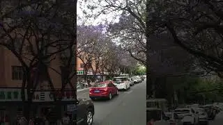 Jacaranda Street Famous Kunming Street【4K】 | WalkTube 4K