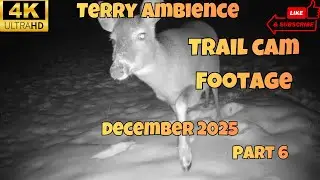 4k Trail Camera Footage December 2025 Part 6 Final